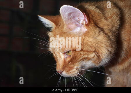 Chat Qui Pleure Photo Stock Alamy