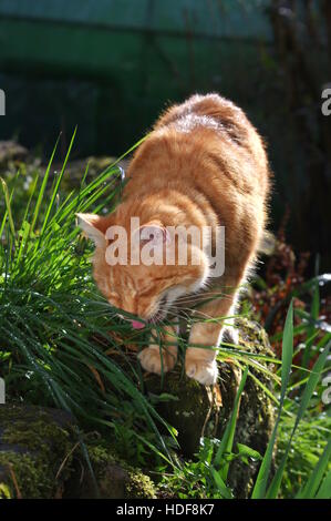 Le gingembre cat boire la rosée sur l'herbe Banque D'Images