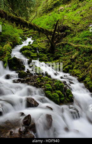 Réserve naturelle Wahkeena Creek passe à travers des forêts luxuriantes dans la gorge du Columbia. Banque D'Images