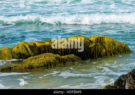 Roches couvertes d'algues vertes en carrière à plage, Mallacoota, Victoria, Victoria, Australie Banque D'Images