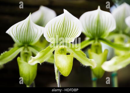 Fermé jusqu'à l'orchidée Paphiopedilum Doi Tung, Chiang Rai, Thaïlande Banque D'Images