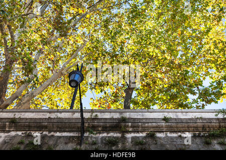 Voyage d'Italie - jaune sycomores par-dessus des murs de Tiber River Waterfront à Rome en automne Banque D'Images