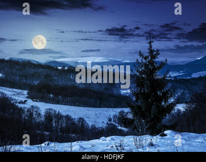 Forêt de sapins sur une prairie pleine de neige dans de hautes montagnes aux cimes enneigées de nuit dans la lumière de la pleine lune Banque D'Images