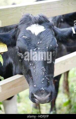 Couvert de mouches de vache Banque D'Images