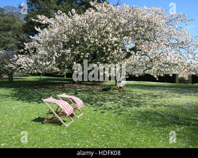 Transats dans le vent sous un cerisier en fleurs Banque D'Images