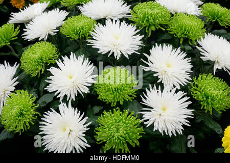 Fleurs de chrysanthème blanc vert mamans chrysanths Banque D'Images