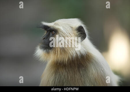 Portrait d'Entelle gris assis dans l'Amber Fort près de Jaipur, Rajasthan, Inde. Langurs gris sont les plus répandues de langurs Banque D'Images