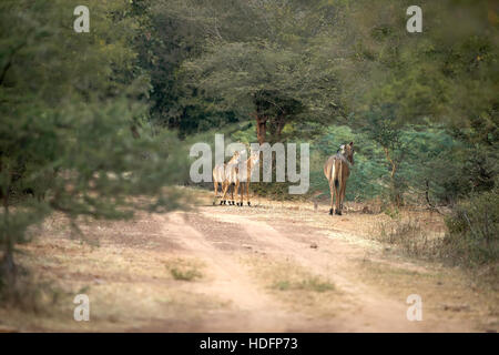 Nilgai (Boselaphus tragocamelus), également connu sous le nom de nilgau ou blue bull dans son habitat naturel. Animaux de la faune en Inde Banque D'Images