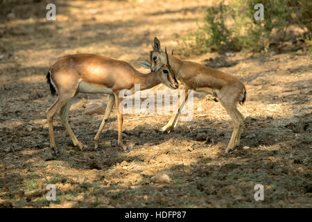 La mère et l'enfant, le Chinkara, également connu sous le nom de gazelle indienne, Banque D'Images