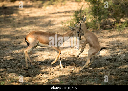 La mère et l'enfant, le Chinkara, également connu sous le nom de gazelle indienne, Banque D'Images