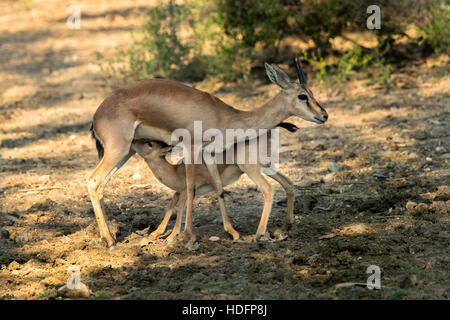 La mère et l'enfant, le Chinkara, également connu sous le nom de gazelle indienne, Banque D'Images