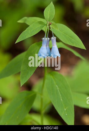 Mountain Bluebells aka Tall frangé Bluebells aka grand carillon des cloches (Mertensia ciliata) sur le Colorado's Grand Mesa Banque D'Images