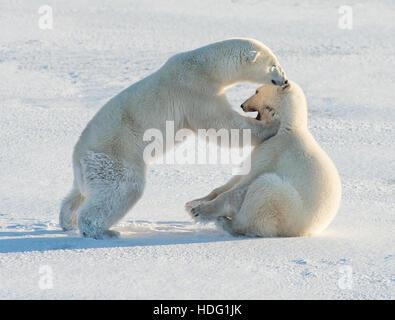 Mère et fille les ours polaires (Ursus maritimus) jouant Banque D'Images