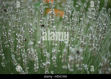 Les bourdons en fleurs lavande blanche Lavandula alimentation Banque D'Images