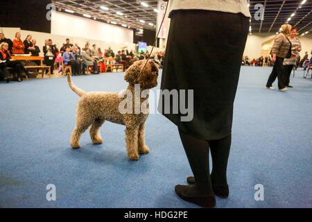 Helsinki, Finlande. 11Th Feb 2016. Un Raiser et son chien attendre les résultats au cours d'une compétition de chiens à Helsinki, capitale de la Finlande, le 10 décembre 2016. Organisées une fois par an, gagnant d'Helsinki est le plus grand événement des chiens en Finlande. © Zhang Xuan/Xinhua/Alamy Live News Banque D'Images