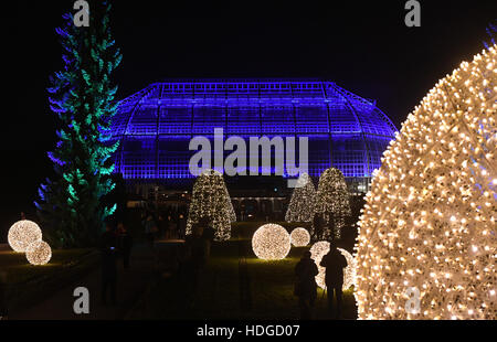 Berlin, Deutschland. 29 Nov, 2016. Besucher gehen am Abend des Botanischen Garten Berlin 29.11.2016 dans Lichterketten illuminierten zwischen den mit Bäumen und Hecken des "Jardin de Noël". Bis zum 01. Januar 2017 können auf einem Besucher mehr als einen m langen Rundweg spazieren oder auf einer Sneem River Lodge Eisbahn laufen. Foto : Soeren Stache/apd /afp/Alamy Live News Banque D'Images