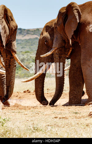 Close up des éléphants d'Afrique debout et de l'eau potable au barrage. Banque D'Images