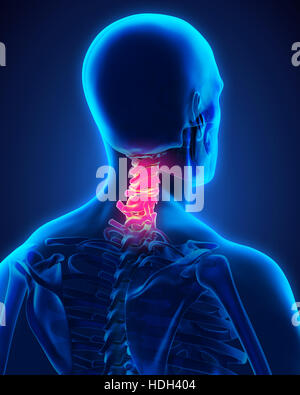 L'anatomie de la colonne cervicale Banque D'Images