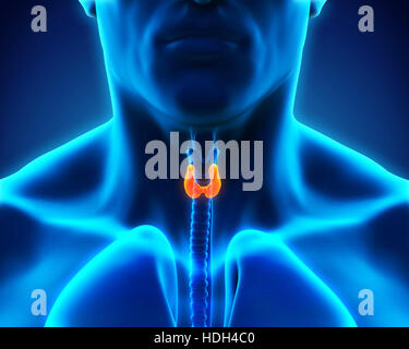 Les droits de l'anatomie de la glande thyroïde Banque D'Images