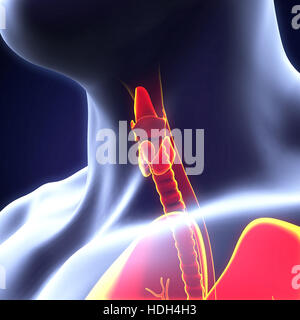Les droits de l'anatomie de la glande thyroïde Banque D'Images