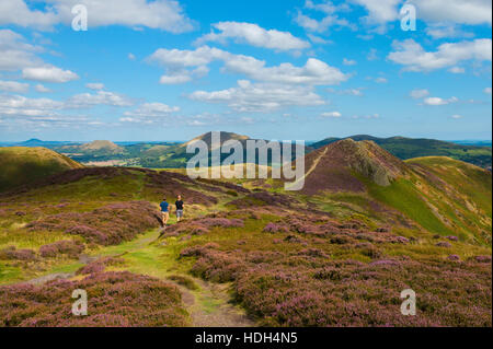 Les marcheurs au milieu purple heather sur le long Mynd, Shropshire, en vue d'Burway Hill, la CAER Caradoc, l'lawley et le Wrekin. Banque D'Images