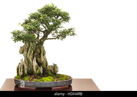 Orme (Ulmus parvifolia chinois comme arbre de bonzaies est croissant sur un rocher Banque D'Images