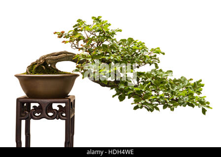 Hêtre européen (Fagus sylvatica) comme arbre de bonzaies façonné dans un demi-cascade Banque D'Images