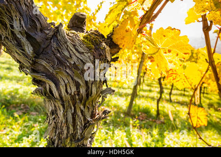 Vieille vigne noueux avec écorce fissurée et jaune feuilles de vigne en automne Banque D'Images