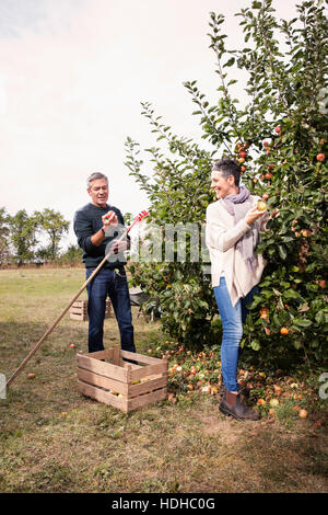 Couple heureux la cueillette des pommes dans un verger d'arbres Banque D'Images