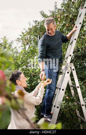 Homme heureux sur l'échelle de l'arbre avec la Cueillette des poires au verger femme Banque D'Images