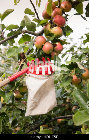 Low angle view of fruit picker ci-dessous apples in orchard Banque D'Images