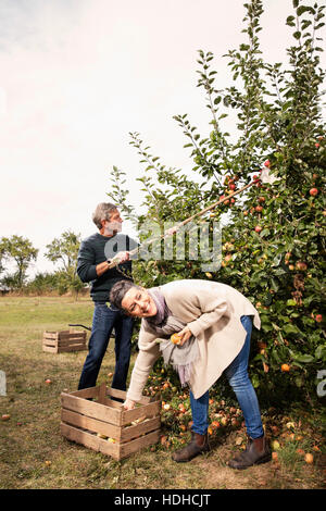 Cheerful couple picking apples in orchard Banque D'Images