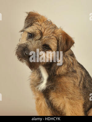 Border terrier puppy Banque D'Images