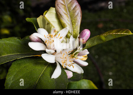 High angle view of white flowers blooming at park Banque D'Images