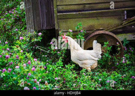 Coq se trouve à côté de poulailler mobile. Banque D'Images