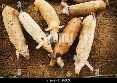 Un groupe de porcs dans un enclos. Banque D'Images