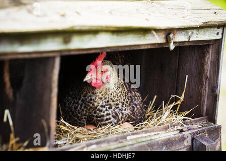 Une poule mouchetée noir et blanc assis dans un nichoir. Banque D'Images