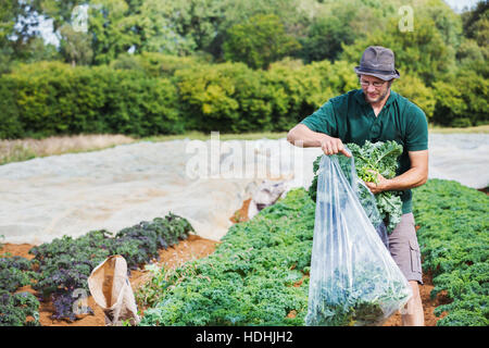 Un homme de remplir un grand sac en plastique avec des feuilles de chou frisé. Banque D'Images