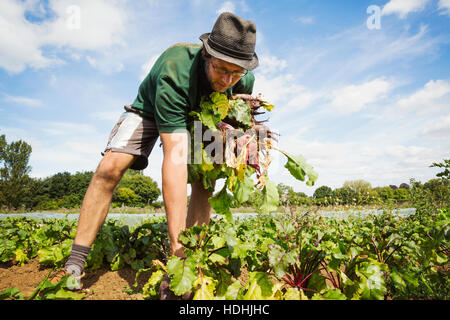 Un homme travaillant dans le domaine, en tirant les betteraves rouge brillant. Banque D'Images