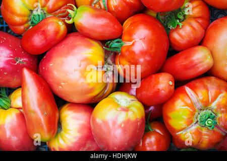 Les tomates dans différentes formes et tailles Banque D'Images