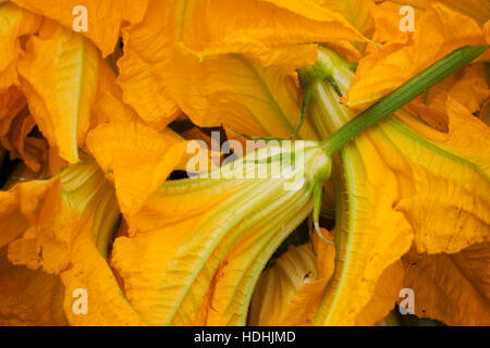Fleurs de courgettes jaunes. Banque D'Images