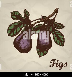 Branche avec figs hand drawn vintage style. Vector illustration. Illustration de Vecteur