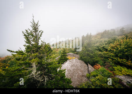 Vue sur les arbres dans le brouillard de Black Rock, à la Grandfather Mountain, en Caroline du Nord. Banque D'Images