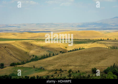 La couleur d'or sans fin paysage herbe kazakh Banque D'Images