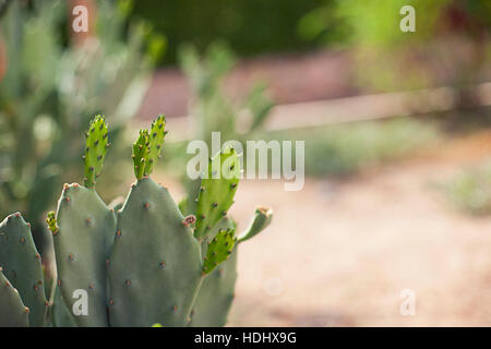 Gros plan Cactus vert Banque D'Images