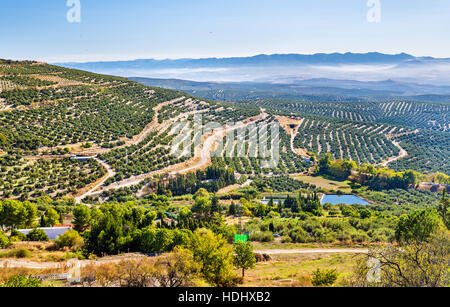 Paysage avec des champs d'oliviers près de Ubeda - Espagne Banque D'Images