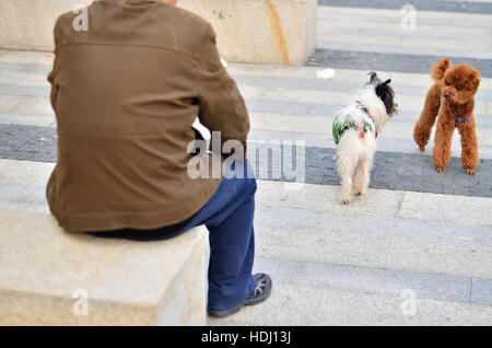 Un homme qui regarde ses chiens ludique jouer ! Banque D'Images