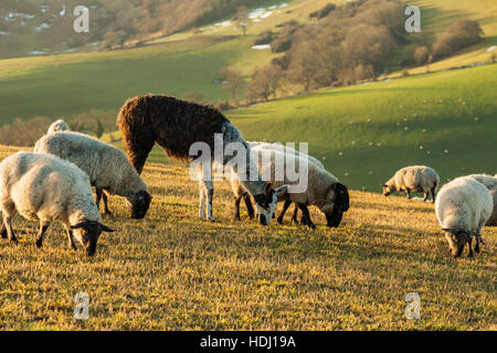 L'alpaga et le pâturage des moutons sur un matin d'hiver, le Parc National des South Downs, West Sussex, Angleterre. Banque D'Images