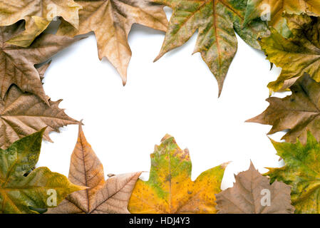 Des feuilles sèches entourant un fond blanc, l'espace pour l'exemplaire Banque D'Images