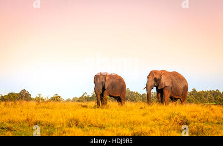 Les jeunes ont sauvé les éléphants de Knysna Elephant Park, Afrique du Sud Banque D'Images